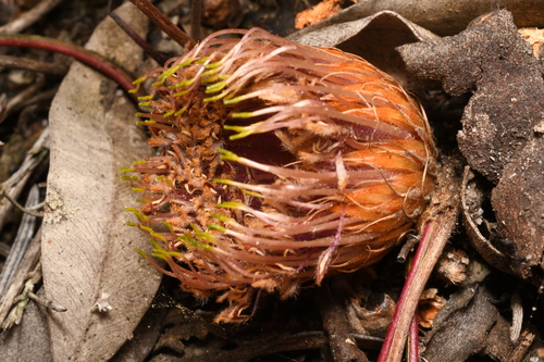 Banksia acuminata