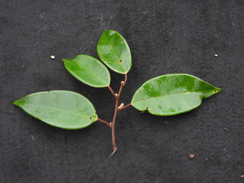 Cotylelobium melanoxylon observed 2022-12-14