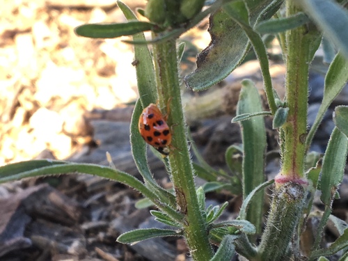 iNaturalist observation photo of Asian Lady Beetle