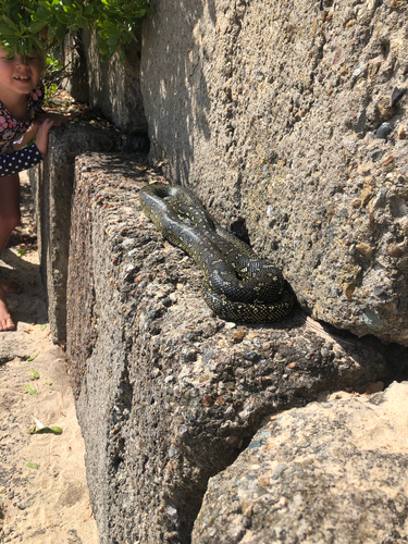 Diamond Python sighting