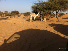 Camelus dromedarius