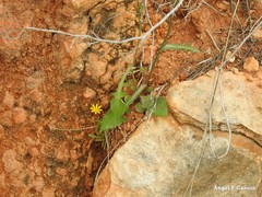 Jacobaea minuta