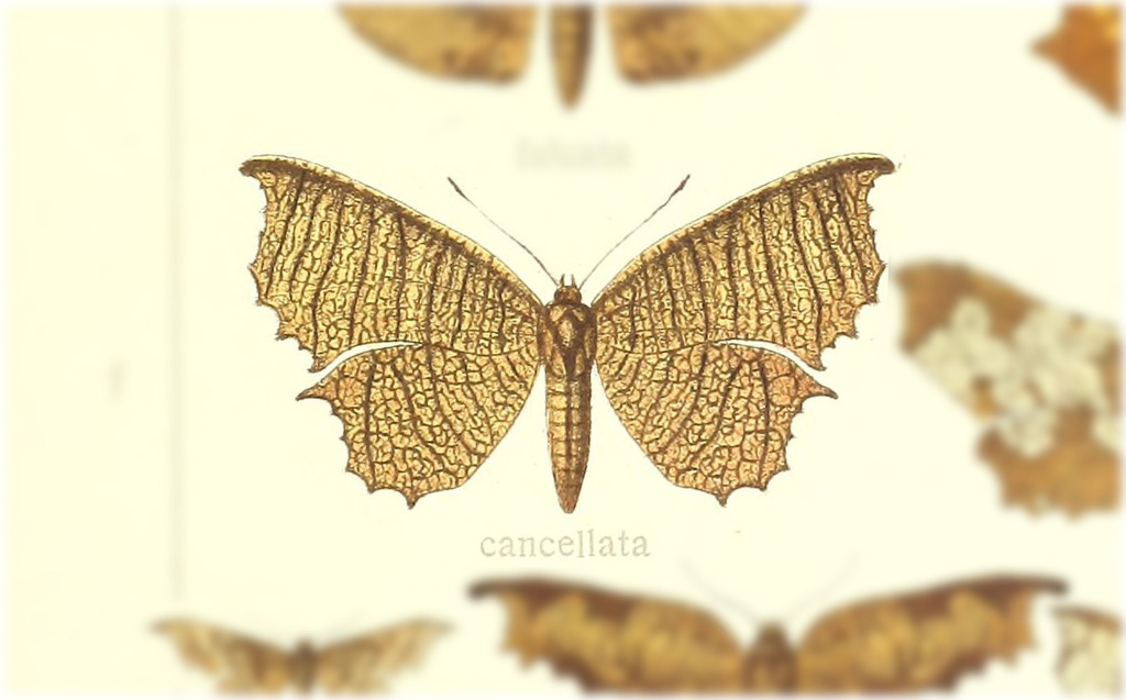 Belonoptera cancellata