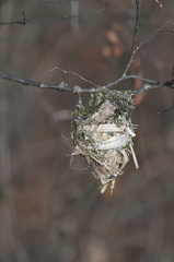 Vireo griseus