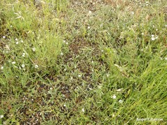 Convolvulus lineatus