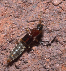 Paederinae