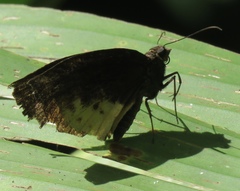 Achlyodes busirus