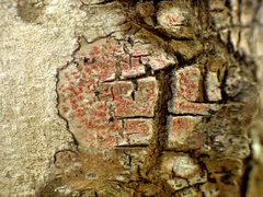 Arthonia cinnabarina