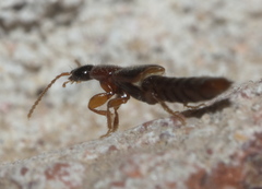Paederinae