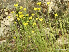 Haplophyllum linifolium