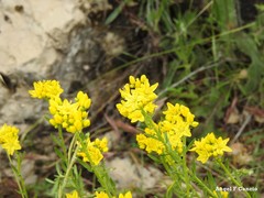 Haplophyllum linifolium
