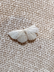 Scopula apparitaria