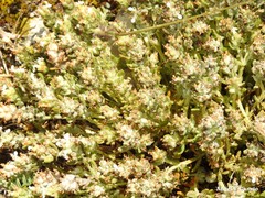 Teucrium polium