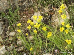 Haplophyllum linifolium