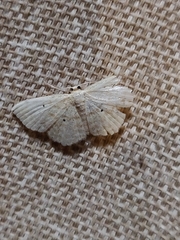 Scopula apparitaria