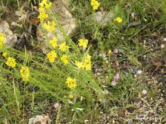 Haplophyllum linifolium