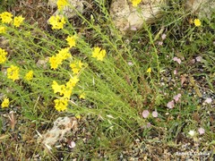 Haplophyllum linifolium