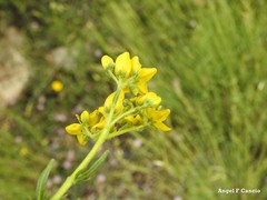 Haplophyllum linifolium