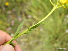 Haplophyllum linifolium