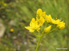 Haplophyllum linifolium