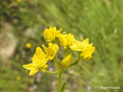 Haplophyllum linifolium