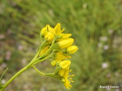 Haplophyllum linifolium