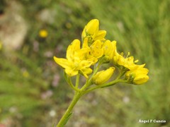 Haplophyllum linifolium