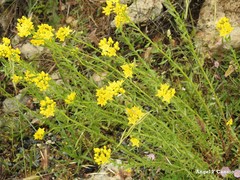 Haplophyllum linifolium