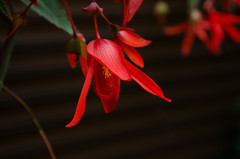 Begonia boliviensis