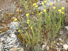 Haplophyllum linifolium
