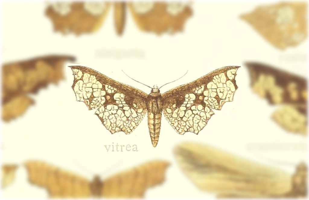 Draconia vitrea