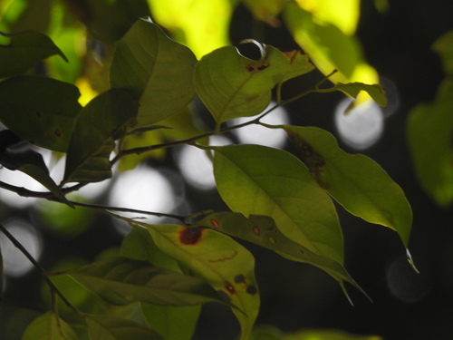 Shorea multiflora observed 2024-05-12