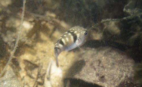 Lattice blaasop (Takifugu oblongus) — Tetraodontidae