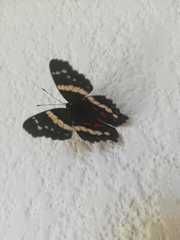 Anartia fatima