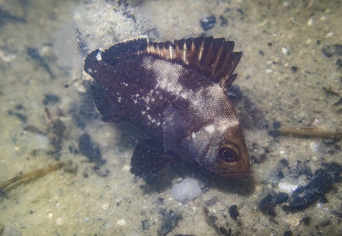 Harry hotlips (Plectorhinchus gibbosus) — Haemulidae — 2