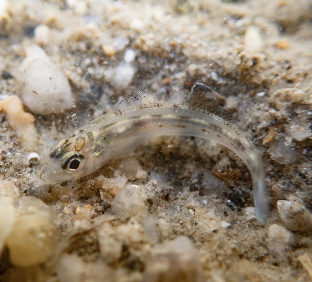Oriental sillago (Sillago aeolus) — Sillaginidae