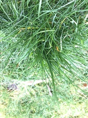 Poa pratensis pratensis