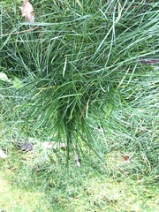 Poa pratensis pratensis