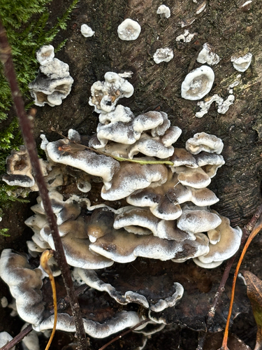 Kamščiapintė apdegėlė