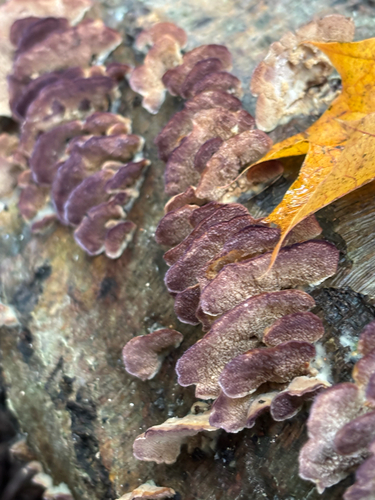 Pergamentinė kempelė