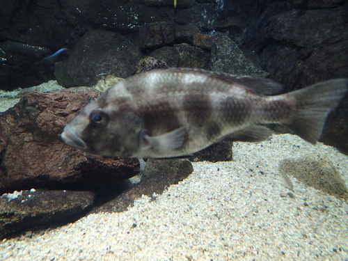 Livingstons cichlide (Nimbochromis livingstonii) — Cichlidae