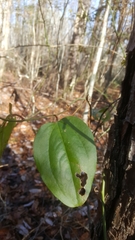 Smilax walteri