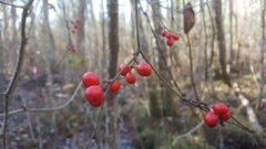 Smilax walteri