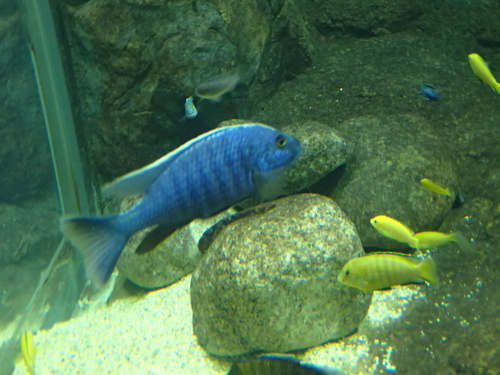 Azure mbuna (Copadichromis azureus) — Cichlidae — 5