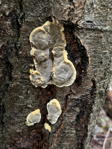 Kamščiapintė apdegėlė