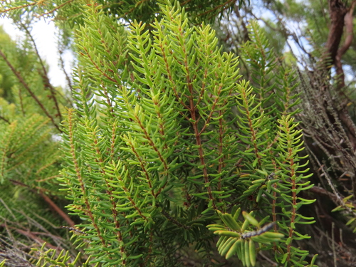 Azorean Heather