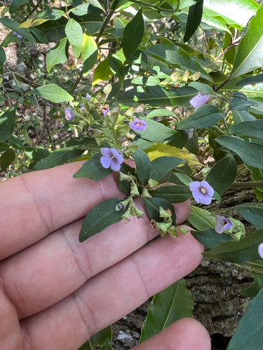 Prostanthera ovalifolia, photograph 5