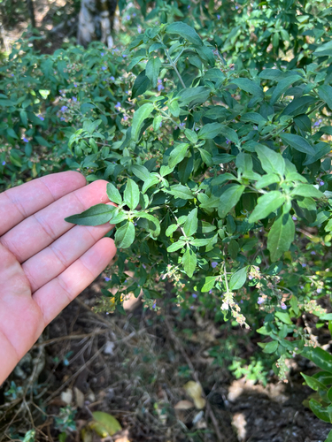 Prostanthera ovalifolia, photograph 6