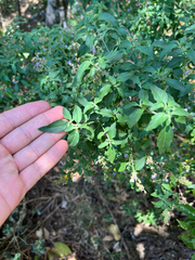 Prostanthera ovalifolia, photograph (c) Lucas Christofides, some rights reserved (CC BY)