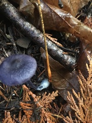 Entoloma occidentale